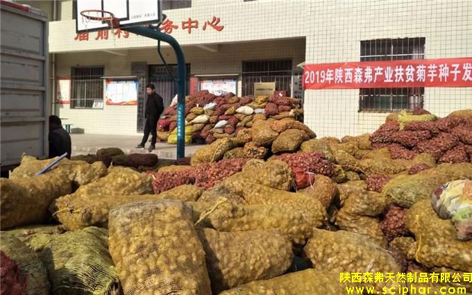 陜西森弗為貧困戶(hù)免費(fèi)發(fā)放2300噸菊芋“扶貧種子”